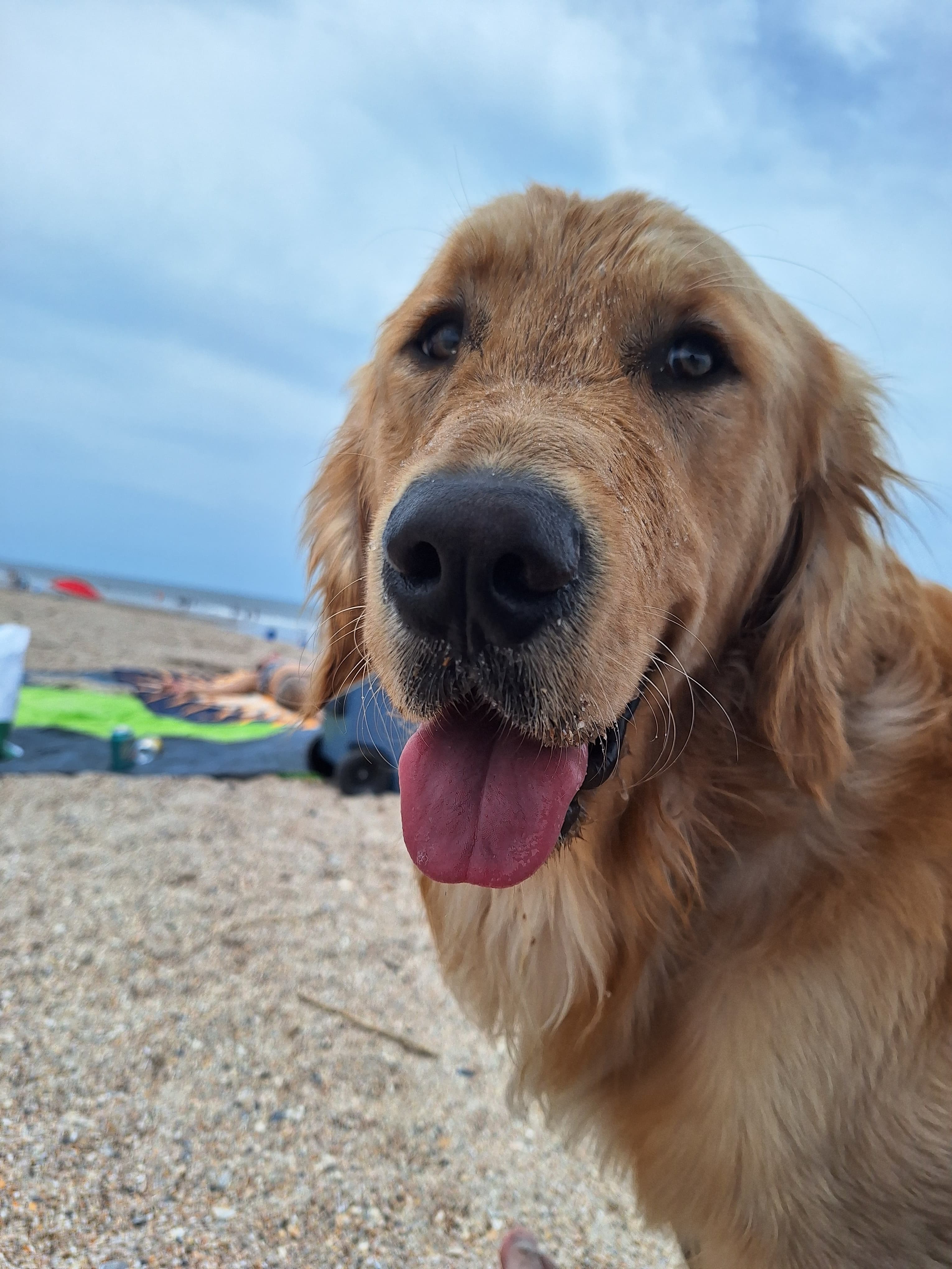 Enzo the golden retriever